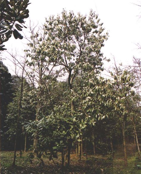 含笑樹|含笑花（木兰科含笑属植物）